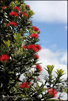 Pohutukawa  (Metrosideros excelsa) 
The brilliant crimson flowers covering the tree, hence the nickname New Zealand Christmas Tree, 
are beginning to open – at long last