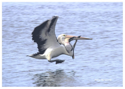 This Pelican managed to steal
the eel from another and took
flight very smartly!
It was amusing to watch.