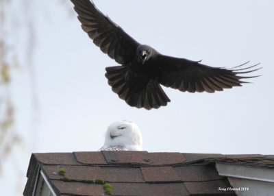 The Snowy Owl ignoring, more or less, the crow attack
