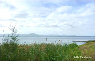 I took this shot when I went bike riding along our
lake. Sometimes one is lucky and there is
a variety of sea birds to see, especially swans.