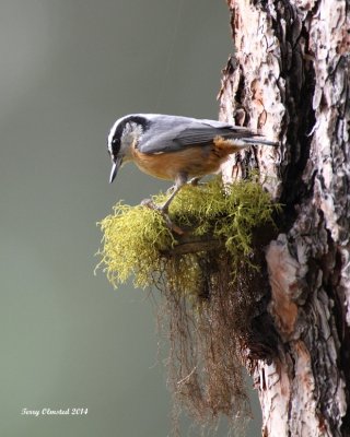 5-15-2014 Red-breasted Nuthatch
