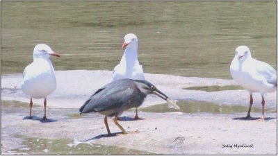 I have only sighted this Night Heron after dark or
early in the morning.
For some reason it was at our little lake
at midday having a feast of small bream which was fascinating to watch.
The sea gulls merely looked on!