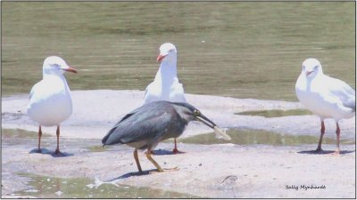 I have only sighted this Night Heron after dark or 
early in the morning.
For some reason it was at our little lake
at midday having a feast of small bream which was fascinating to watch.
The sea gulls merely looked on! 