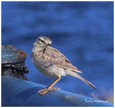 Happy Christmas to all my friends on TTL.
Can someone identify this little bird please.