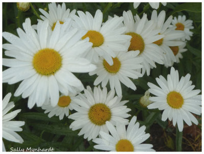 My Daisies are in full flower.
A cheerful way to say Happy New Year to you all.