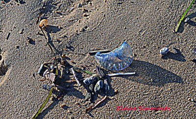 Dead blue bottles washed up on the beach just asking to be snapped.