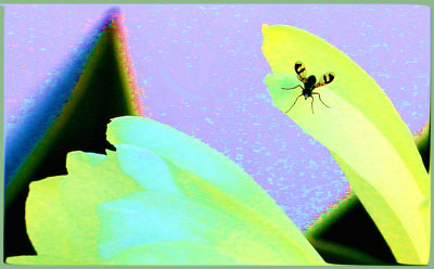 This cactus flower blooms for one day only.
The little hornet became very clear with cropping.
Hal gave me the idea to create this semi abstract image.
Thank you Hal!