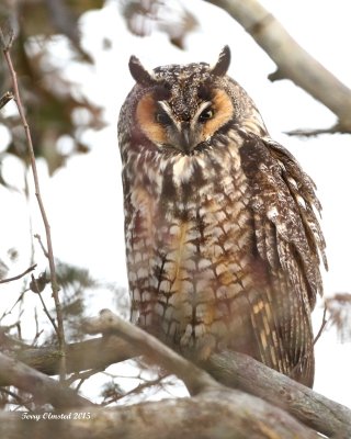 1-8-2015 Long-eared Owl - a real treat to see