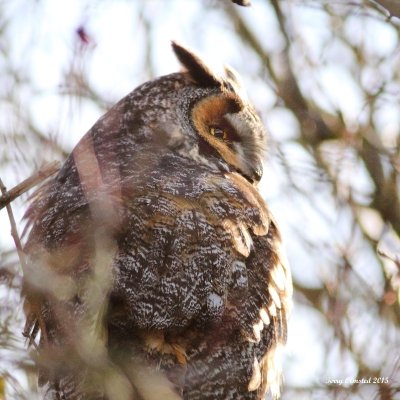 1-8-2015 long-eared owl eide rd_1165.JPG