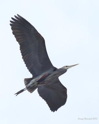 1-16-2015 Great Blue Heron flyover