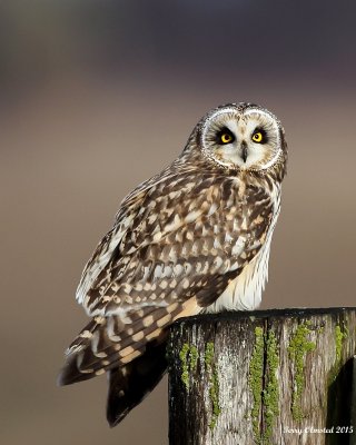 1-21-2015 Short-eared Owl - Stanwood