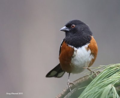 1-23-2015 male Spotted Towhee - Woodway