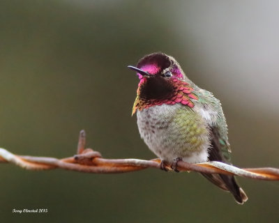 2-11-2015 male Annas Hummingbird
