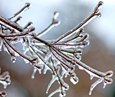 Abstract: Dogwood On Ice