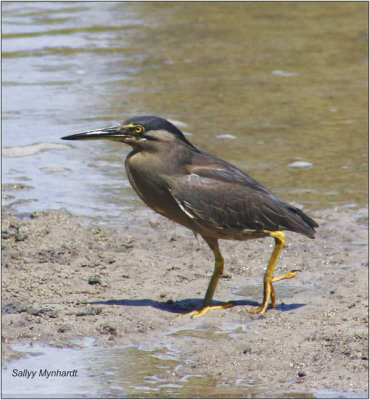 I think this is known as the Nankeen Night Heron.
I sometimes spot him in the early morning when the tide is 
coming in.