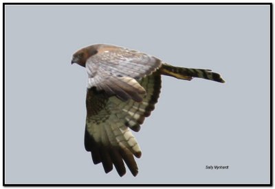 These Falcons are common in our parts.
This fellow was circling above me looking for prey.
Luckily I had my camera at the time.  