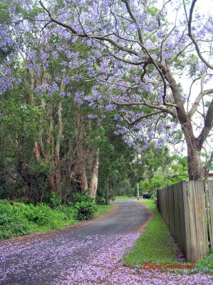 On the left hand side of this photograph is an area that is classified as preservation of flora and Fauna.  The Jacarandas are not Australian but provide a wonderfully colourful palette in spring.  The lilac carpet is always a delight.