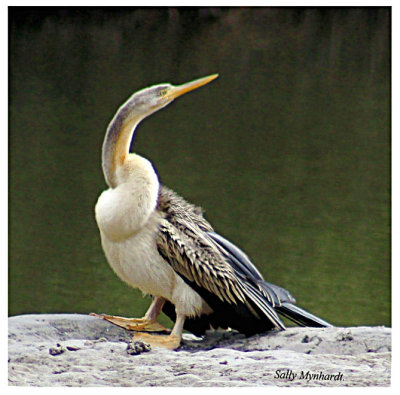 I was really excited to see this Snake Bird (Anhinga)
at the water's edge in front of kitchen window a few days ago.
lt's the first one I've seen here.
l dropped everything and rushed to grab my camera 
and quietly went outside and got a few shots of it.
Here is one of them, in which strangely, 
it seems to have a double twist in its neck.