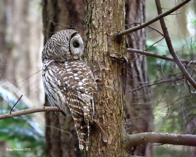 3-18-2015 Barred Owl - Pine Ridge Park, Edmonds, Washington