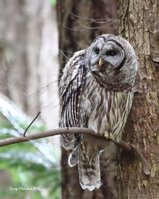 3-18-2015 Barred Owl - Pine Ridge Park, Edmonds, WA