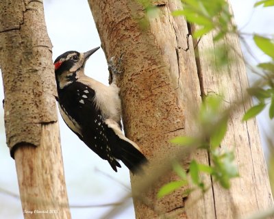 3-30-2015 a male Hairy Woodpecker at the Marsh