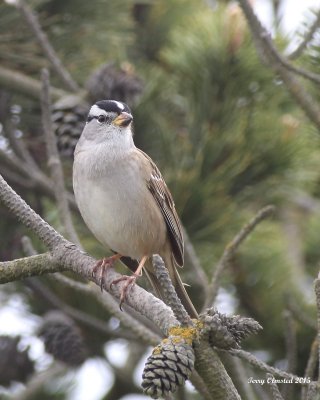 4-10-2015 White-crowned Sparrow, Sequim Bay, Washington