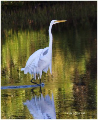 This Egret has become a frequent visitor.
Taken in the late evening.