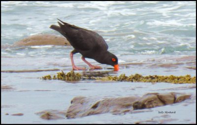 I spotted this Oyster Catcher whilst walking along the local beach at low tide.
They are very eye catching with their strong red beaks and red legs.