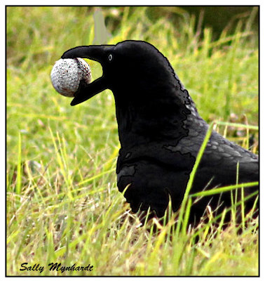 Hal and i were walking at Minamurra .
Suddenly i saw this crow swoop down and
pick up what i thought was an egg.It
turned out to be a golf ball!

