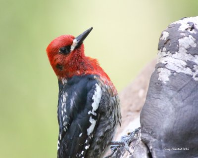 4-22-2015 Red-breasted Sapsucker Series (2)