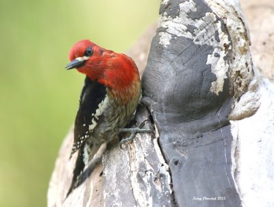 4-22-2015 Red-breasted Sapsucker Series (3 of 3)