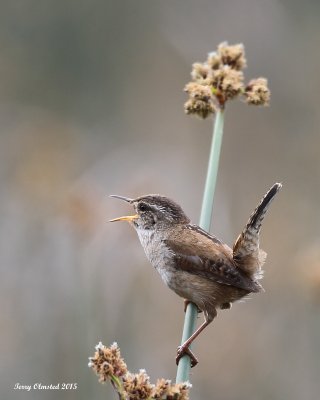 5-26-2015 Male Marsh Wren