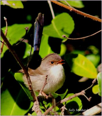 This little Wren stopped for a moment and i was lucky
to get a shot. They move all the time and are difficult to capture!