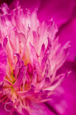 Peony close up from a recent garden visit