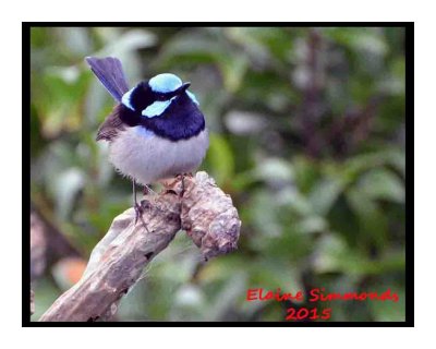 This is a mature Superb Fairy Wren.
These are Australian's favourite bird
I have been trying to get a good shot of one of these for years.
His family lives in our plumbago but usually flit away as soon as I go into the garden.
I had been trying for a couple of hours before getting this shot.
Thanks to Glenn who called me out.
I had to be patient but I am happy with this photograph.
Enjoy!
