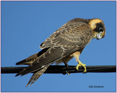 I could not identify this Raptor.
My neighbor tells me it is a Hawk.
They have a caged bird and this fellow was looking for a feed!
He appeared to be very tame so could have escaped from an aviary.