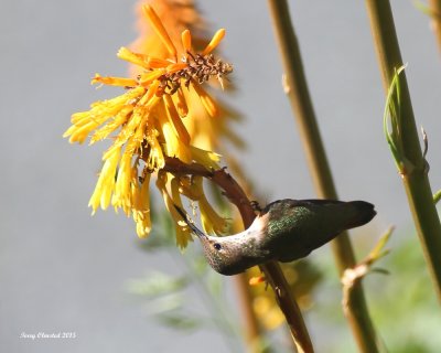 6-5-2015 Acrobatic feeding - Female Rufous Hummingbird