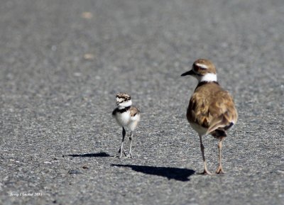 6-25-2015  Female Killdeer and brand-new Hatchling