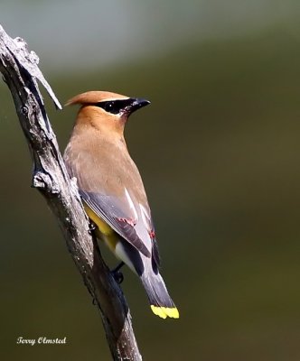 7-6-2015 Cedar Waxwing on the Wenachee River