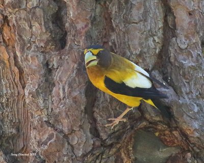 7-2-2015 Male Evening Grosbeak