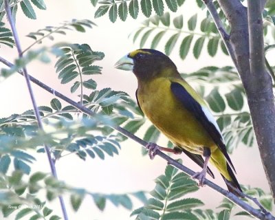 7-2-2015 Male Evening Grosbeak in a Mountain Ash tree 