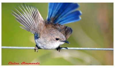 These birds are notoriously shy.
I have been lucky enough to find a family that are not shy.
This young male permitted me to take a number of shots.
This was the last, he was in the process of flying off.