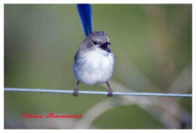 Another shot of my tame blue wrens.
As I have said before, these birds sing to their eggs.
If the hatchlings do not know the song, the are kicked out of the nest.
