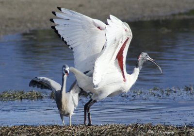 This is the first of three shots i have taken.
I gather the Ibis is encroaching on the Herons territory and he is really angry. Taken on the Illawara Lake on a beautiful winters morning at low tide.  