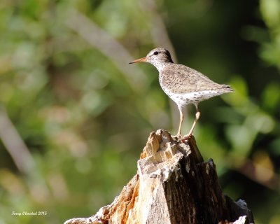 7-2-2015 Spotted Sandpiper adult watching over hatchling