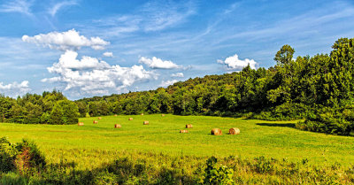 The Hayfield