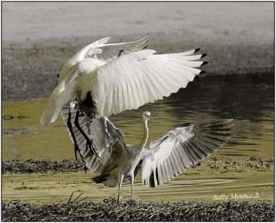 This is my second shot of the Ibis and Blue Heron.
