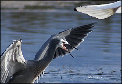 This is the last shot i got of the Heron and Ibis.
The angry Heron won in the end!
I dont know what the drama was about but it 
could have been territorial.