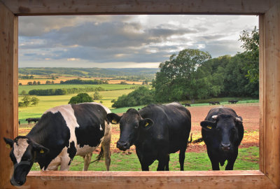 Cows in the frame