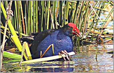 A colorful little Water Hen hiding in the reeds.
Taken at Kilalea lake.